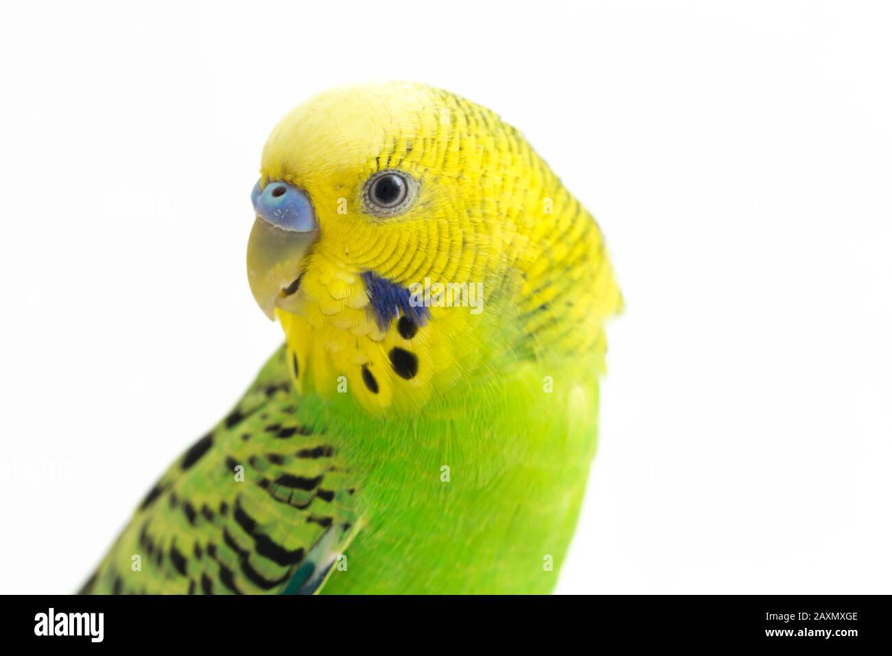 Close up of a Budgerigar parakee isolated on white background Stock Photo