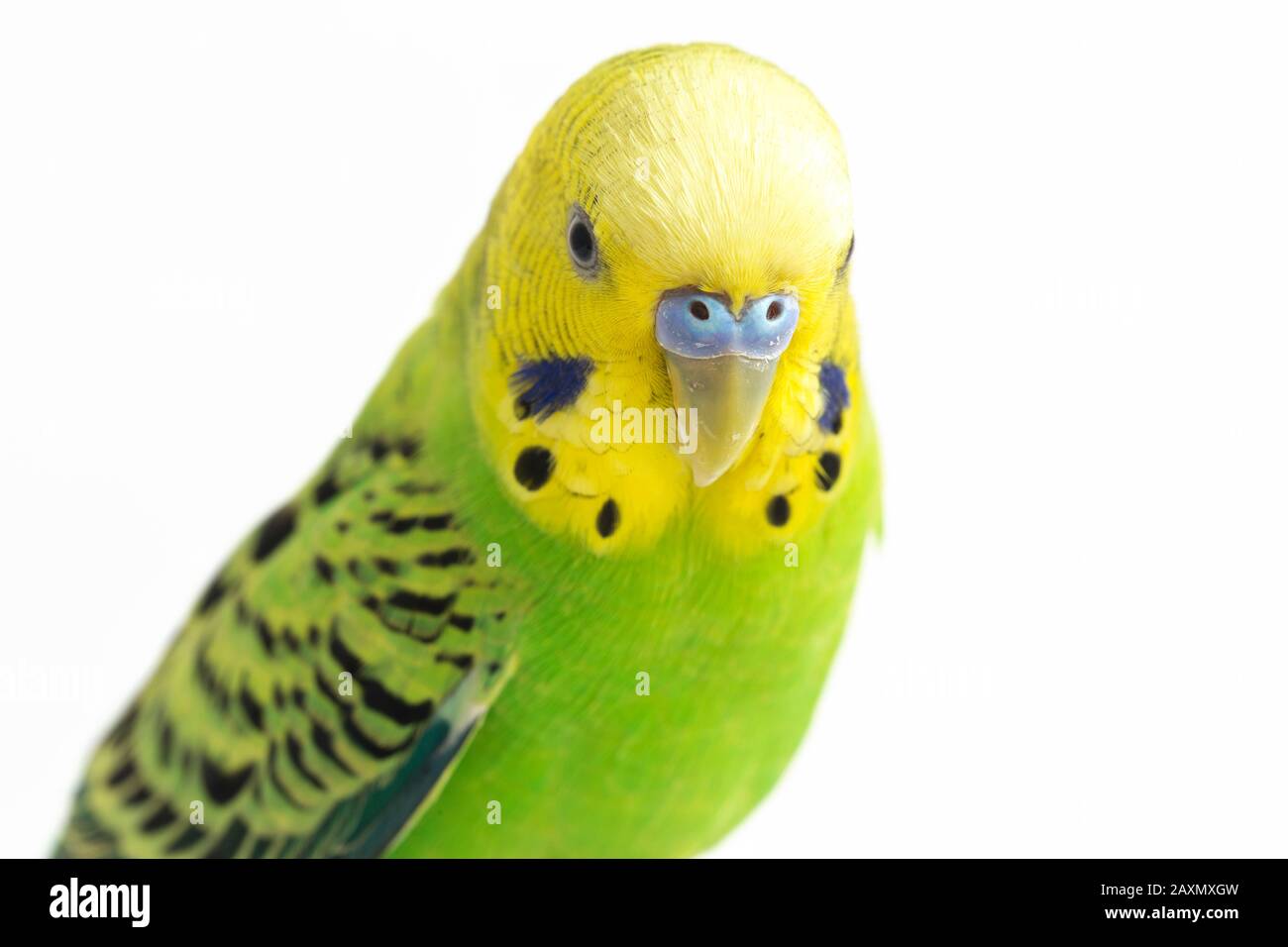 Close up of a Budgerigar parakee isolated on white background Stock Photo