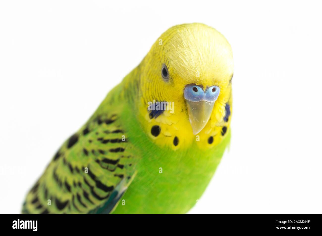 Close up of a Budgerigar parakee isolated on white background Stock Photo