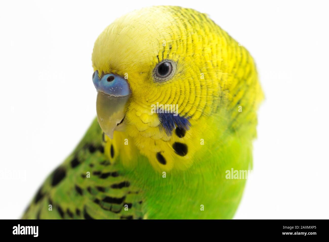 Close up of a Budgerigar parakee isolated on white background Stock Photo