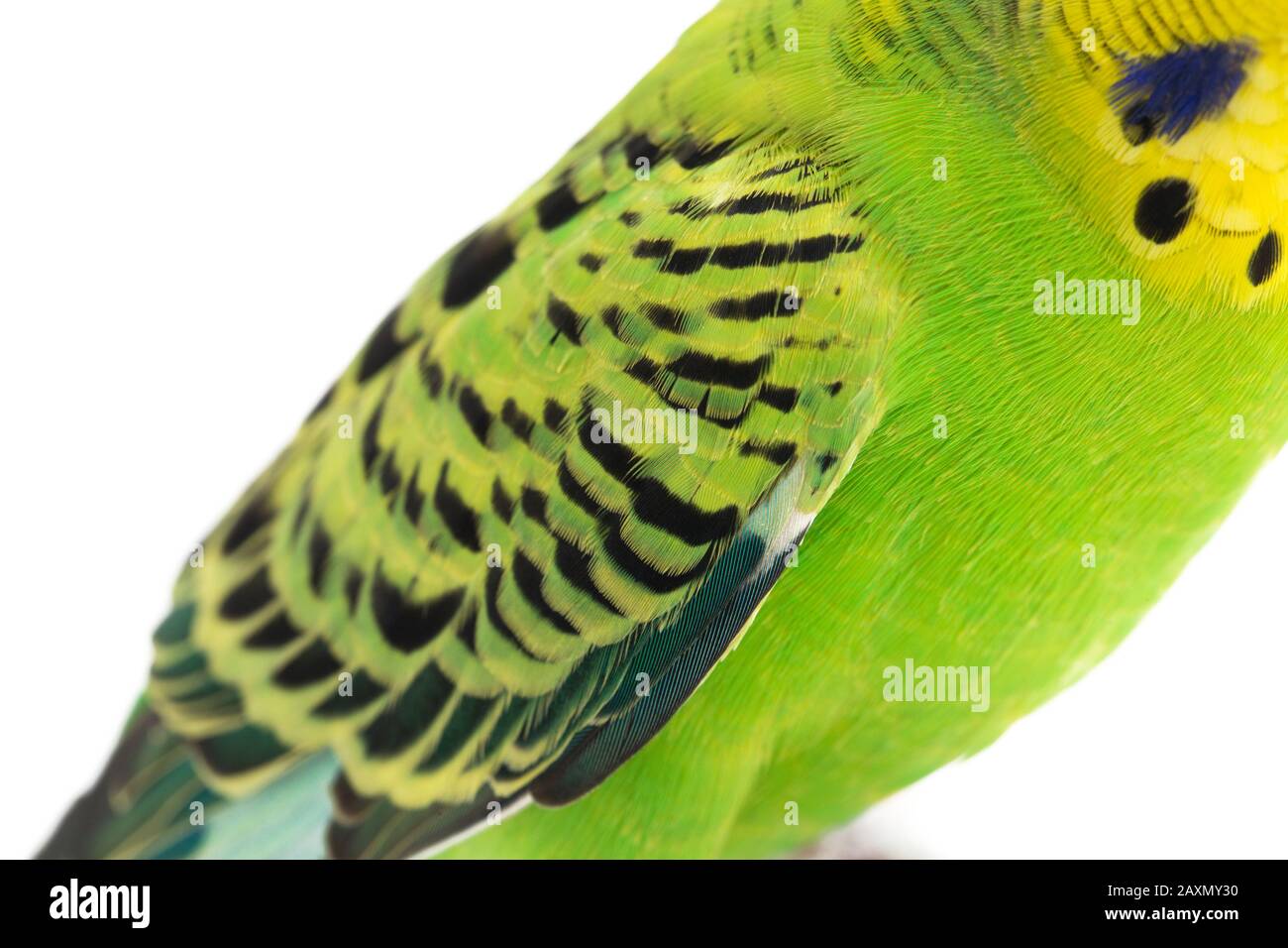Close up of a Budgerigar parakee isolated on white background Stock Photo