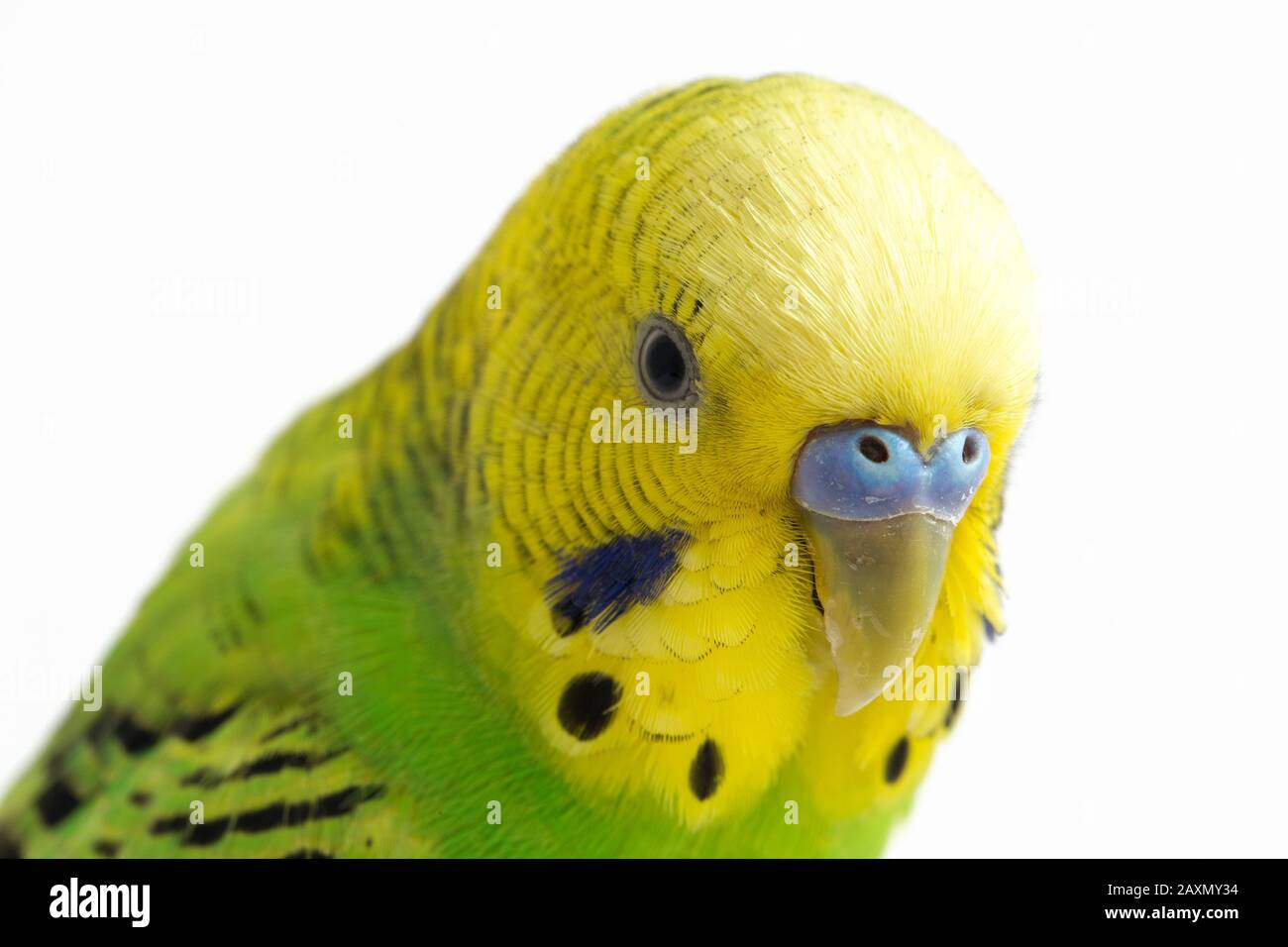 Close up of a Budgerigar parakee isolated on white background Stock Photo