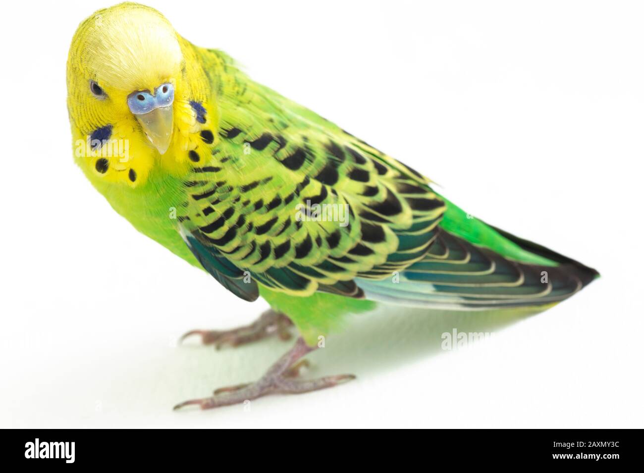 Close up of a Budgerigar parakee isolated on white background Stock Photo