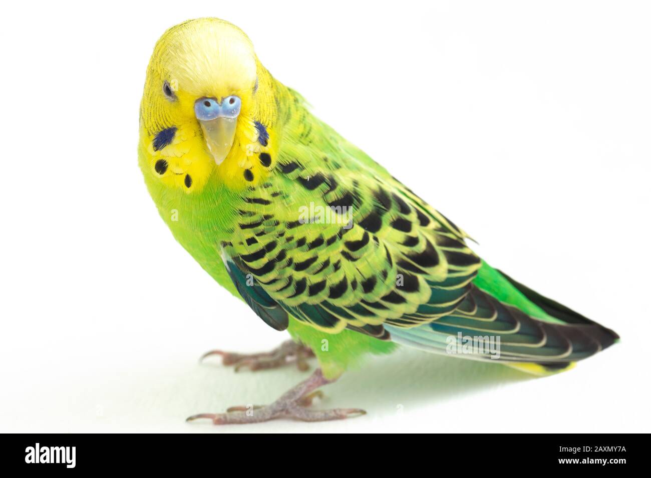 Close up of a Budgerigar parakee isolated on white background Stock Photo