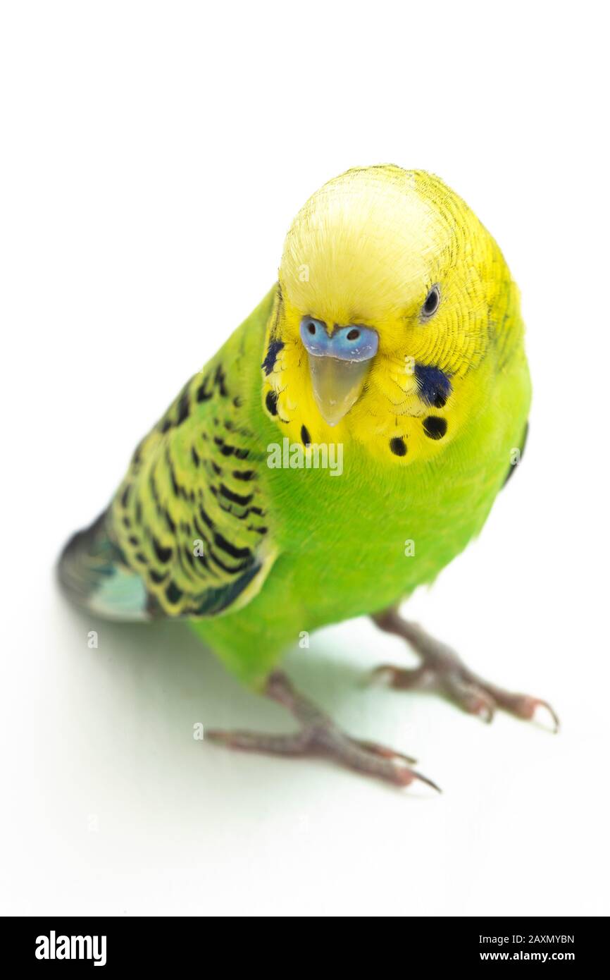 Close up of a Budgerigar parakee isolated on white background Stock Photo