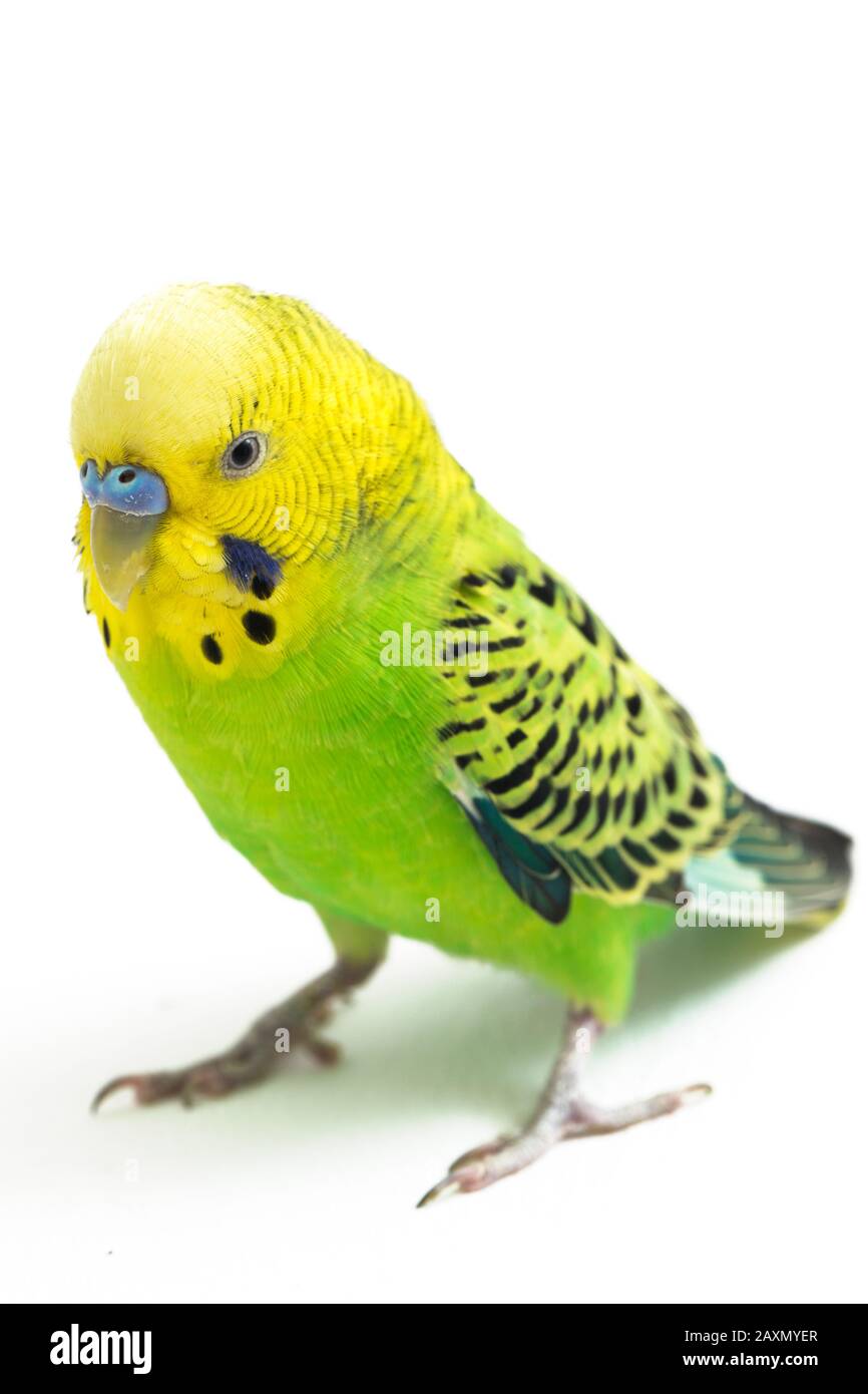 Close up of a Budgerigar parakee isolated on white background Stock Photo