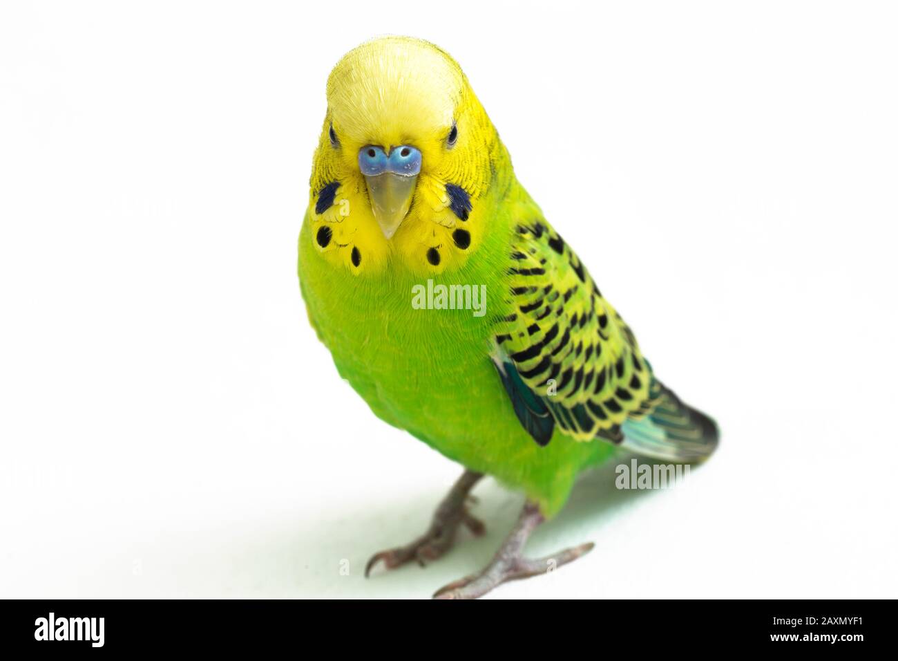 Close up of a Budgerigar parakee isolated on white background Stock Photo