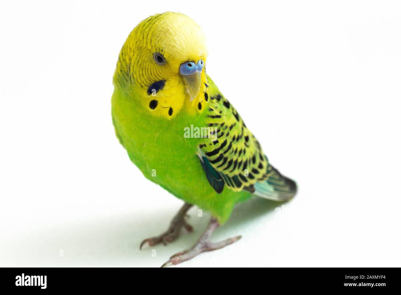 Close up of a Budgerigar parakee isolated on white background Stock Photo