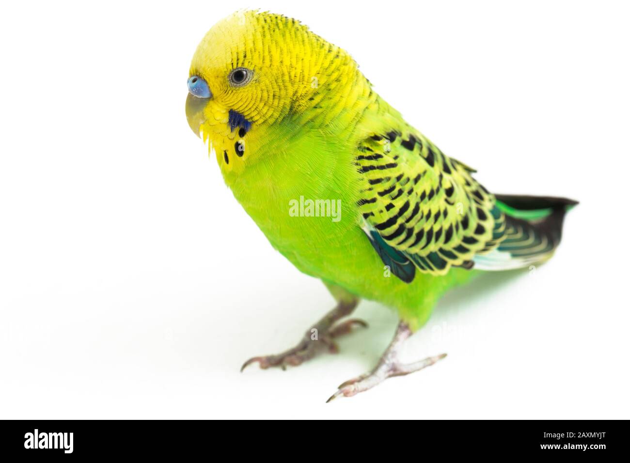 Close up of a Budgerigar parakee isolated on white background Stock Photo