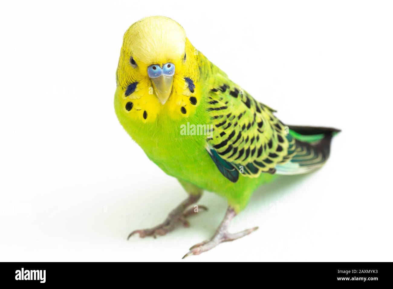Close up of a Budgerigar parakee isolated on white background Stock Photo