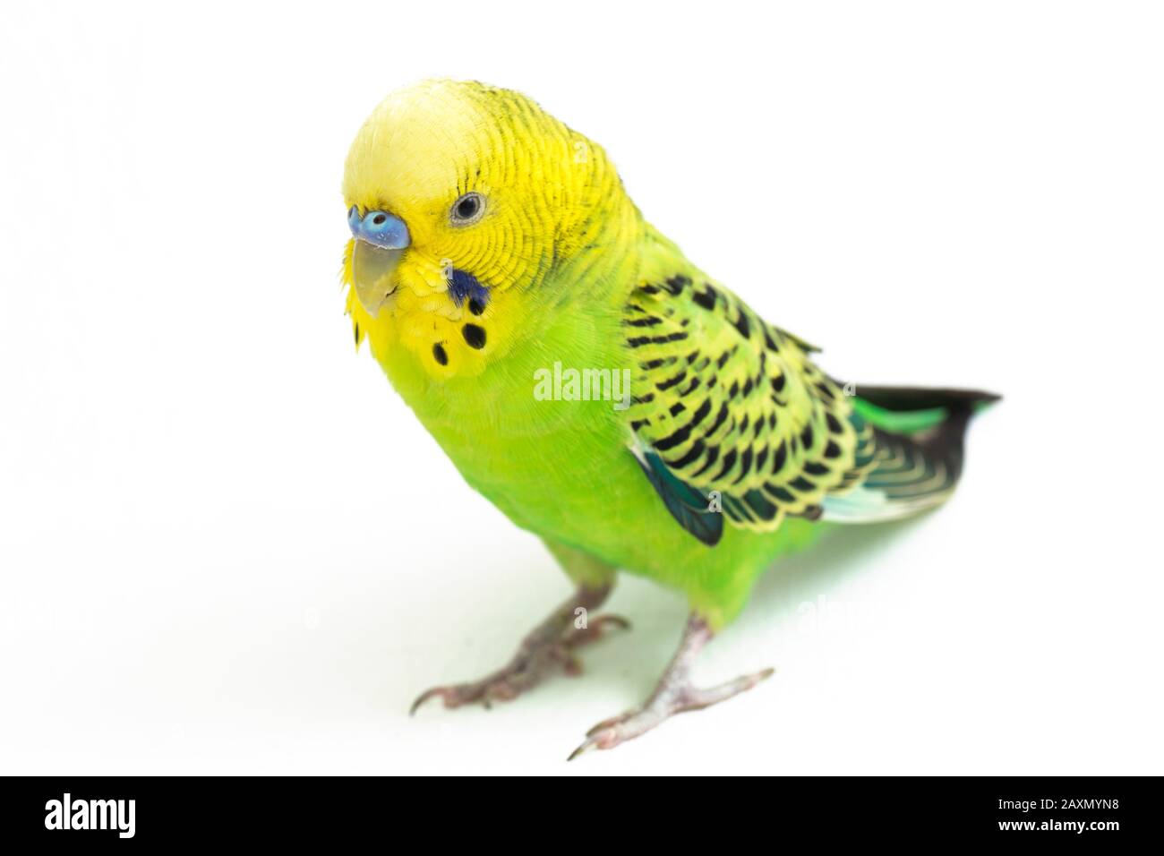 Close up of a Budgerigar parakee isolated on white background Stock Photo