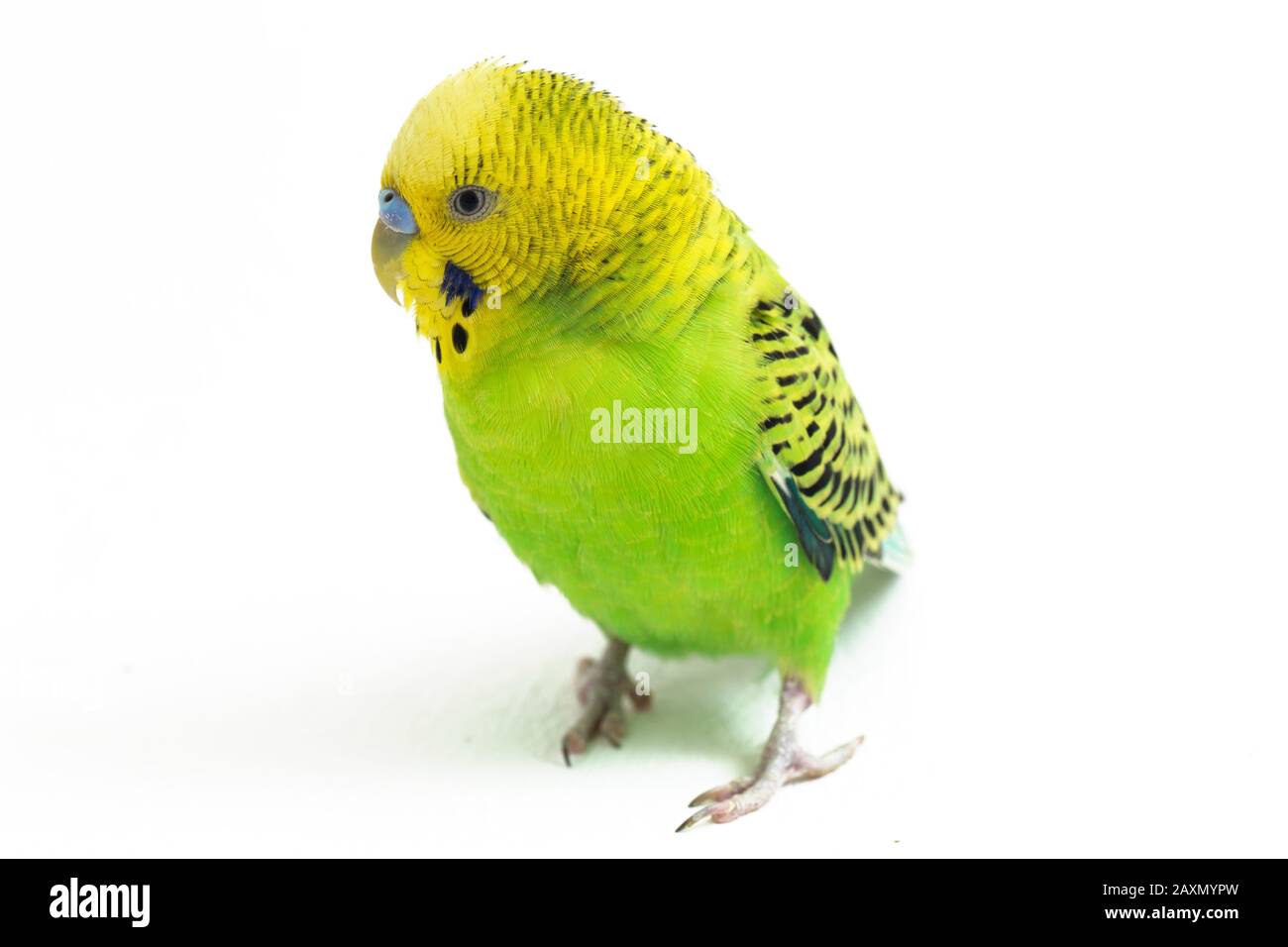 Close up of a Budgerigar parakee isolated on white background Stock Photo