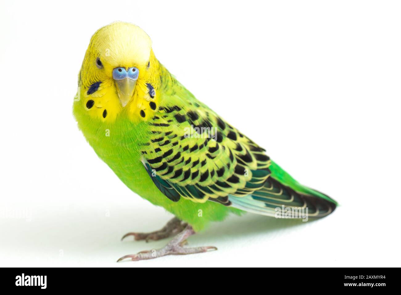 Close up of a Budgerigar parakee isolated on white background Stock Photo