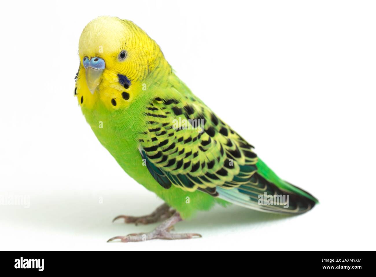 Close up of a Budgerigar parakee isolated on white background Stock Photo