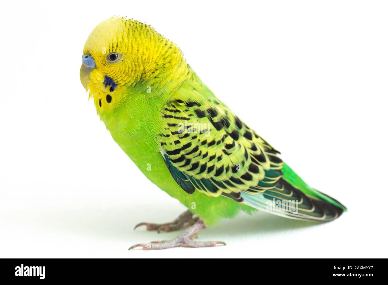 Close up of a Budgerigar parakee isolated on white background Stock Photo