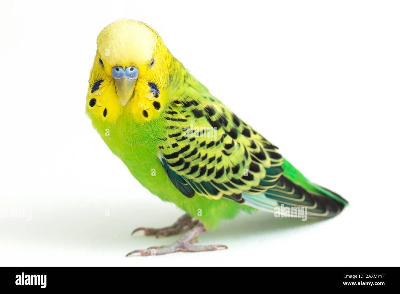 Close up of a Budgerigar parakee isolated on white background Stock Photo