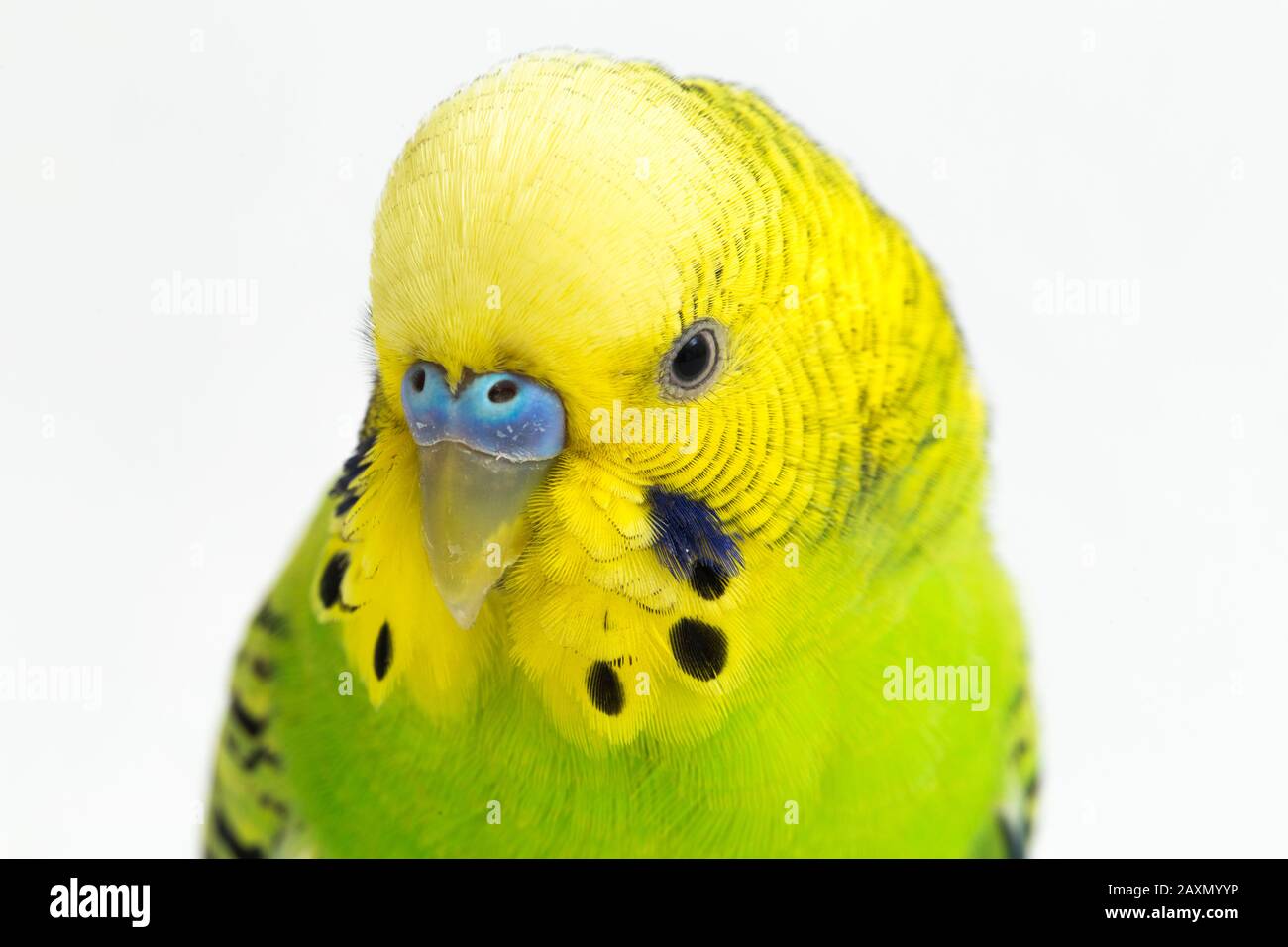 Close up of a Budgerigar parakee isolated on white background Stock Photo