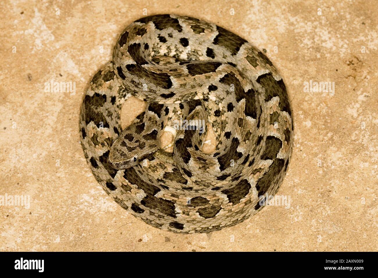 Snake Jararaca, Miranda, Mato Grosso do Sul, Brazil Stock Photo - Alamy