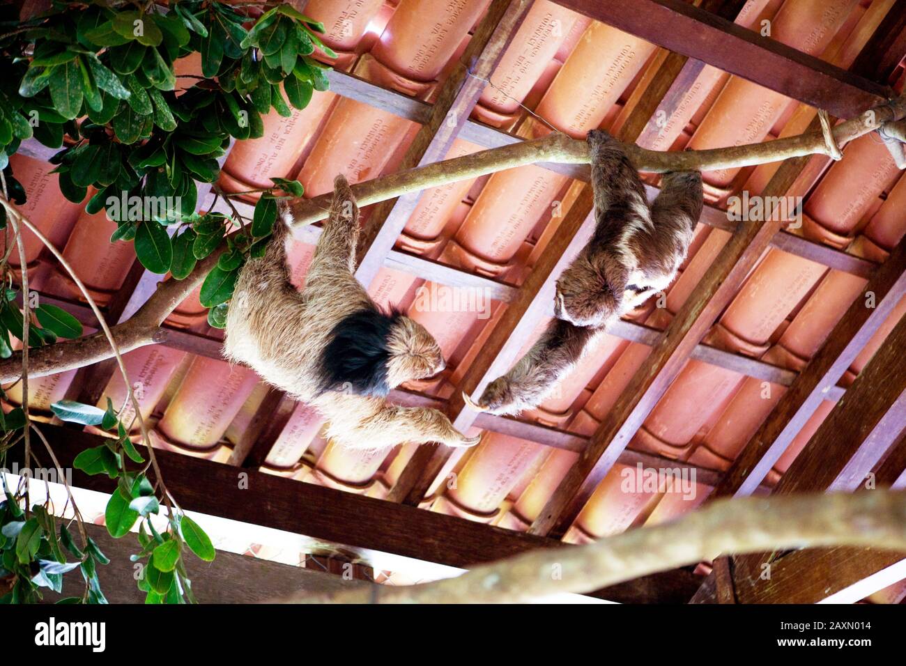 Preguiça-de-coleira e preguiça-comum no interior do recinto do Centro de Reabilitação, (Bradypus torquatus) (Bradypus variegatus), Bug Laziness-of-col Stock Photo