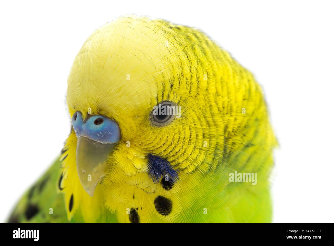 Close up of a Budgerigar parakee isolated on white background Stock Photo