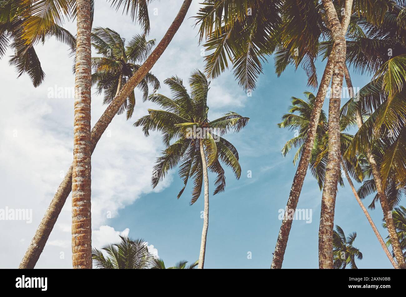 Coconut palm trees against the sky, color toned picture. Stock Photo