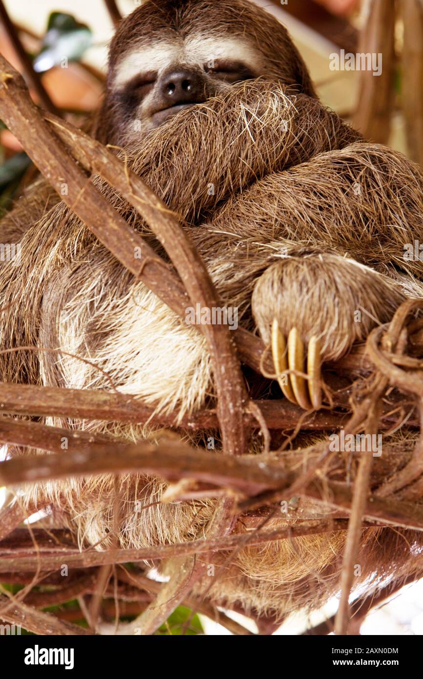 Bicho-preguiça-comum agarrada em lianas,  Bradypodidae, (Bradypus variegatus), Bug Laziness-common, Bahia, Brazil Stock Photo
