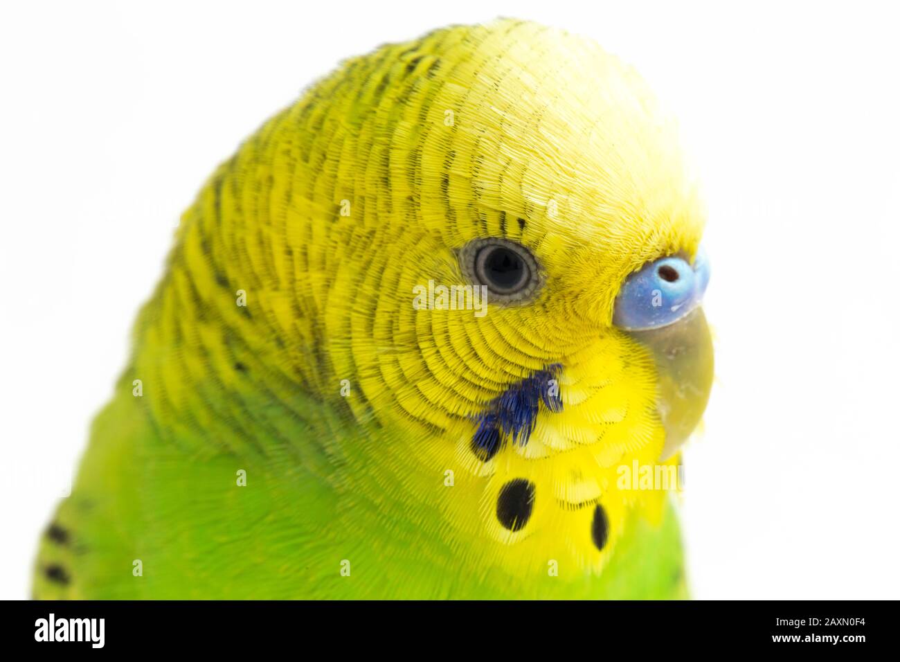 Close up of a Budgerigar parakee isolated on white background Stock Photo