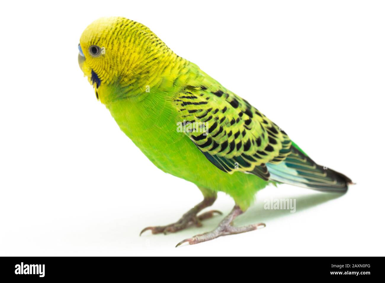 Close up of a Budgerigar parakee isolated on white background Stock Photo