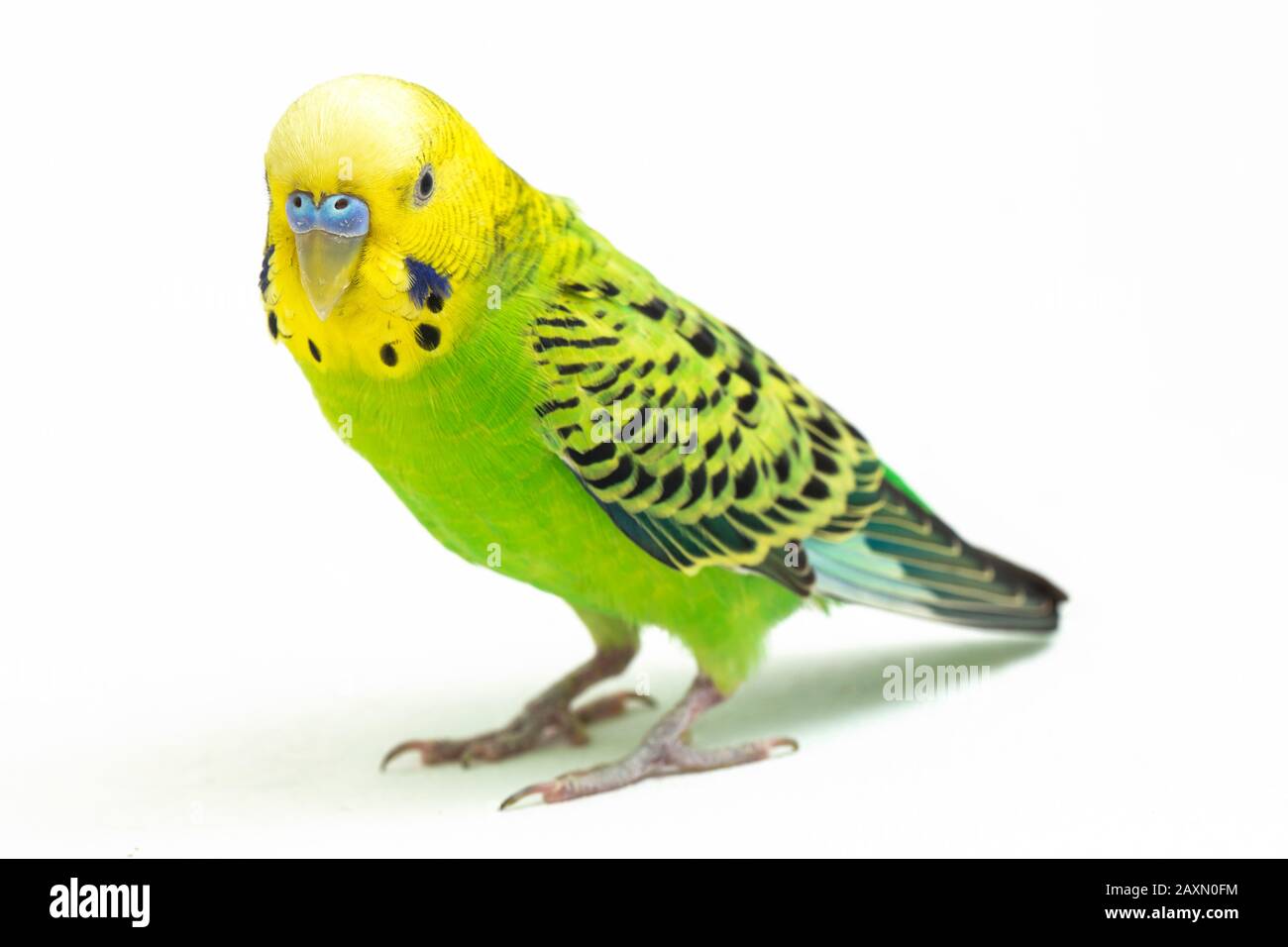 Close up of a Budgerigar parakee isolated on white background Stock Photo