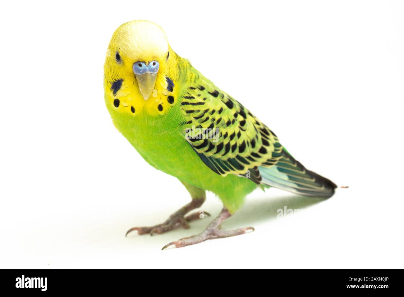 Close up of a Budgerigar parakee isolated on white background Stock Photo