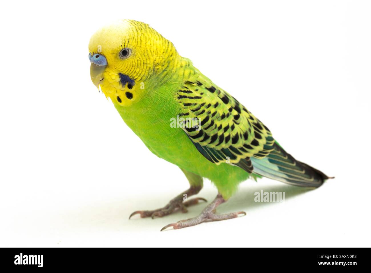 Close up of a Budgerigar parakee isolated on white background Stock Photo