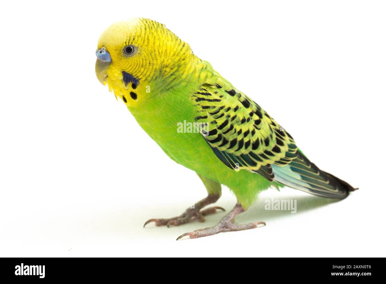 Close up of a Budgerigar parakee isolated on white background Stock Photo