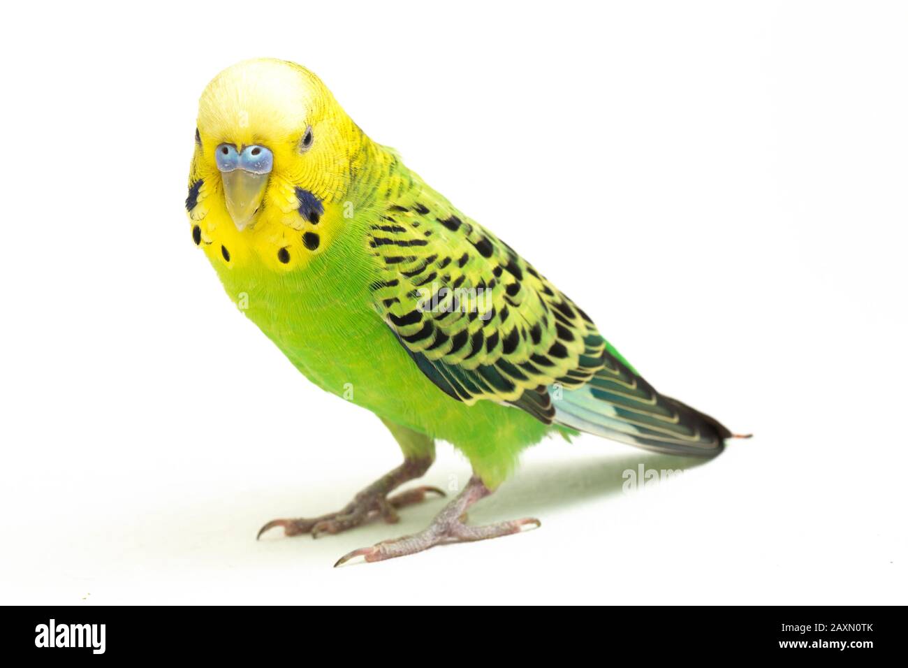 Close up of a Budgerigar parakee isolated on white background Stock Photo