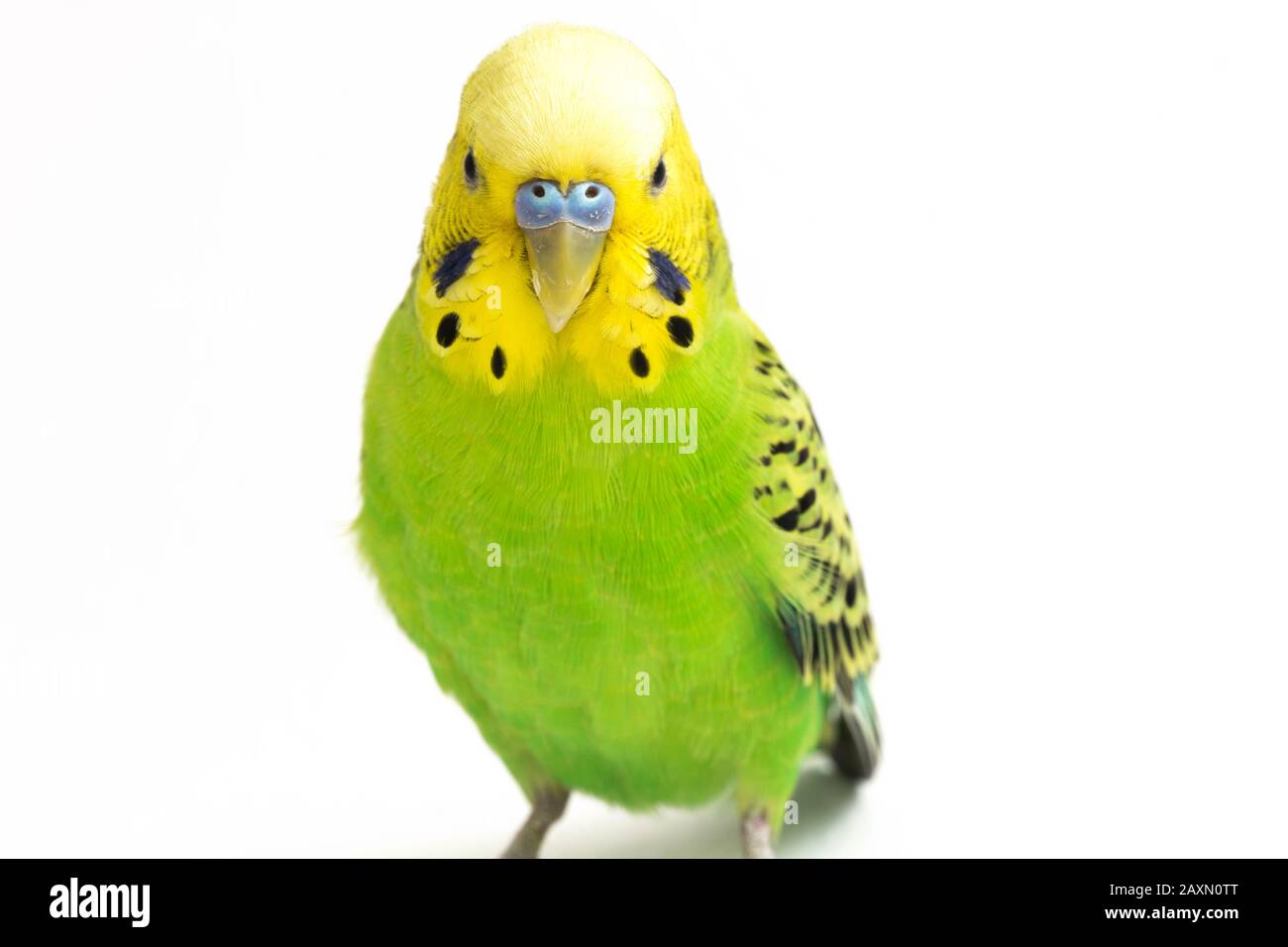 Close up of a Budgerigar parakee isolated on white background Stock Photo