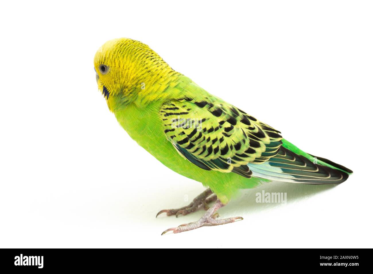 Close up of a Budgerigar parakee isolated on white background Stock Photo