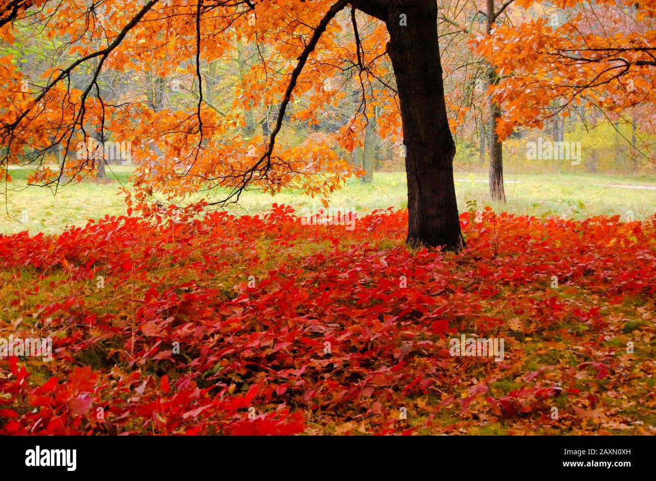 red leaves grow under the oak in autumn park Stock Photo