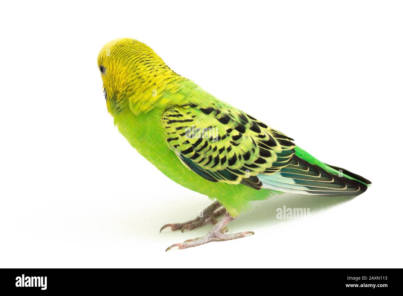 Close up of a Budgerigar parakee isolated on white background Stock Photo