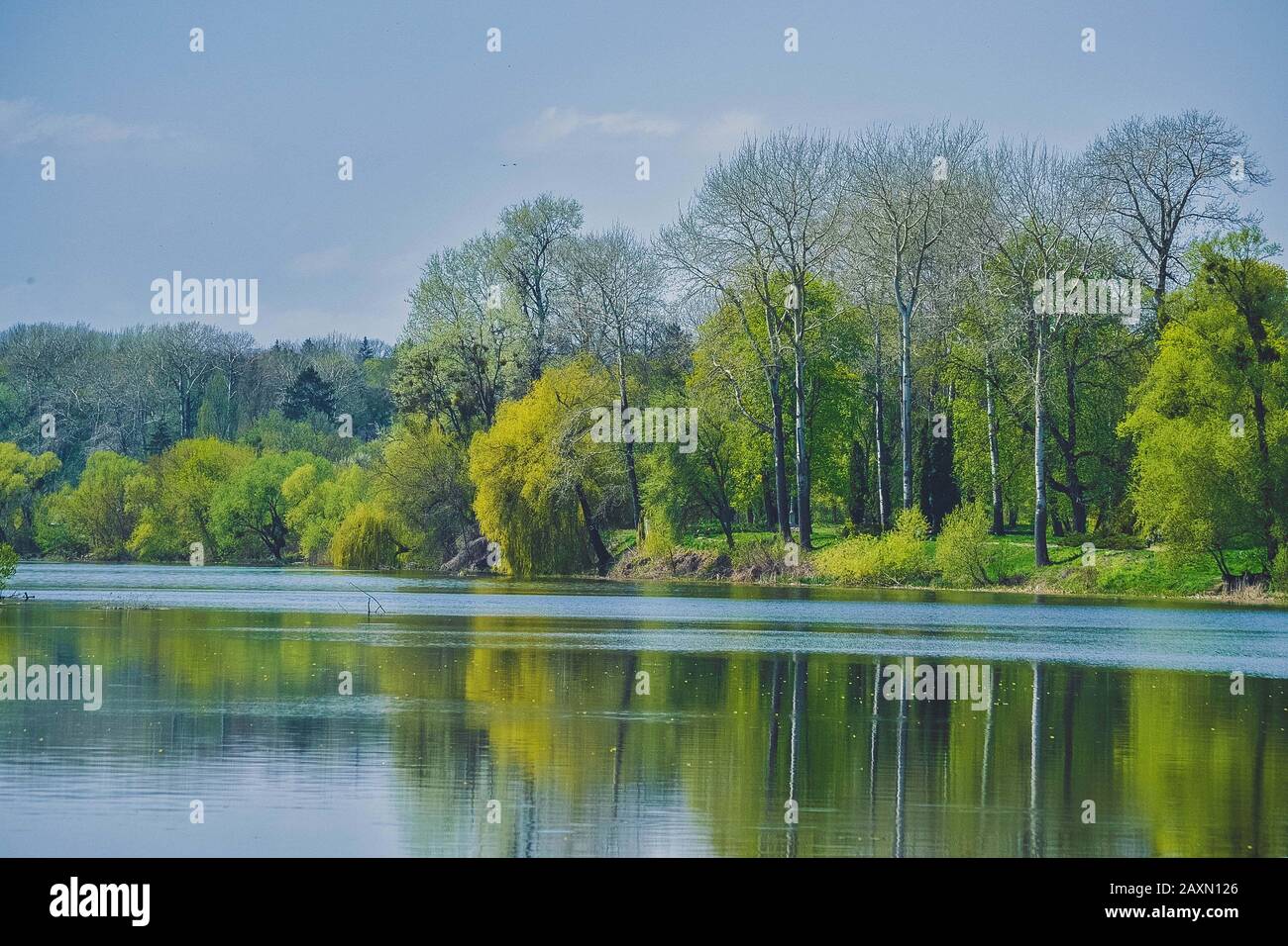 Trees with spring foliage on the bank of the river on a sunny day Stock Photo