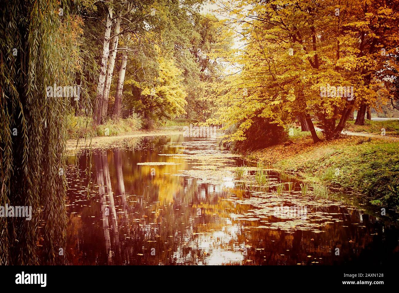 water, lake, pond, river in the autumn park on the banks of trees with yellow leaves floating on the water of fallen yellow leaves Stock Photo