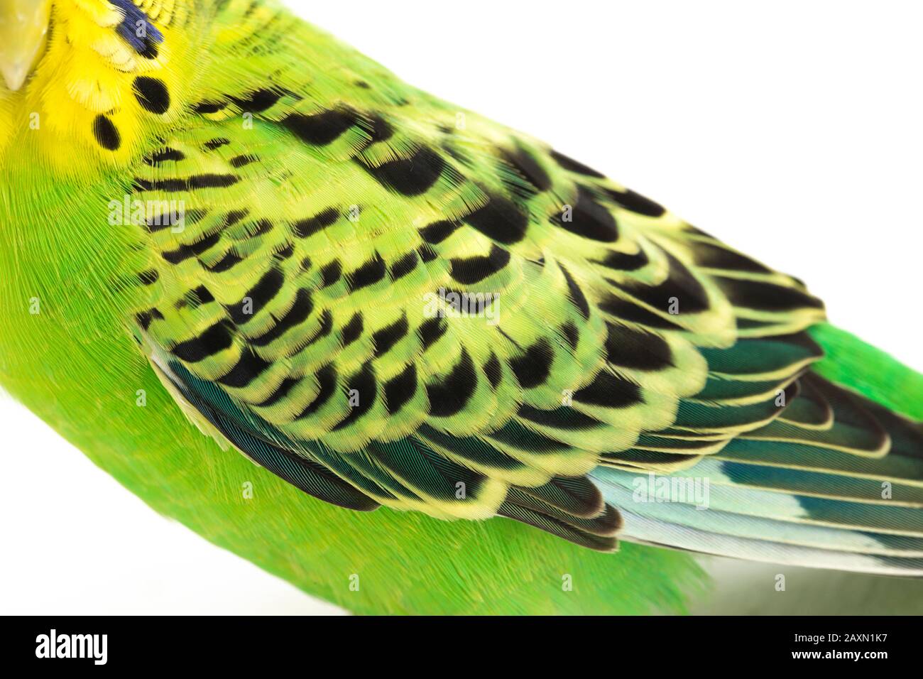 Close up of a Budgerigar parakee isolated on white background Stock Photo