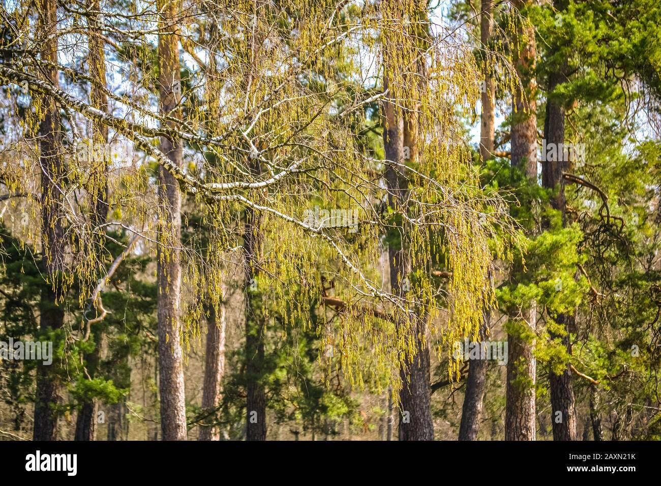 Birch branch with buds on a background of trees, filter Stock Photo