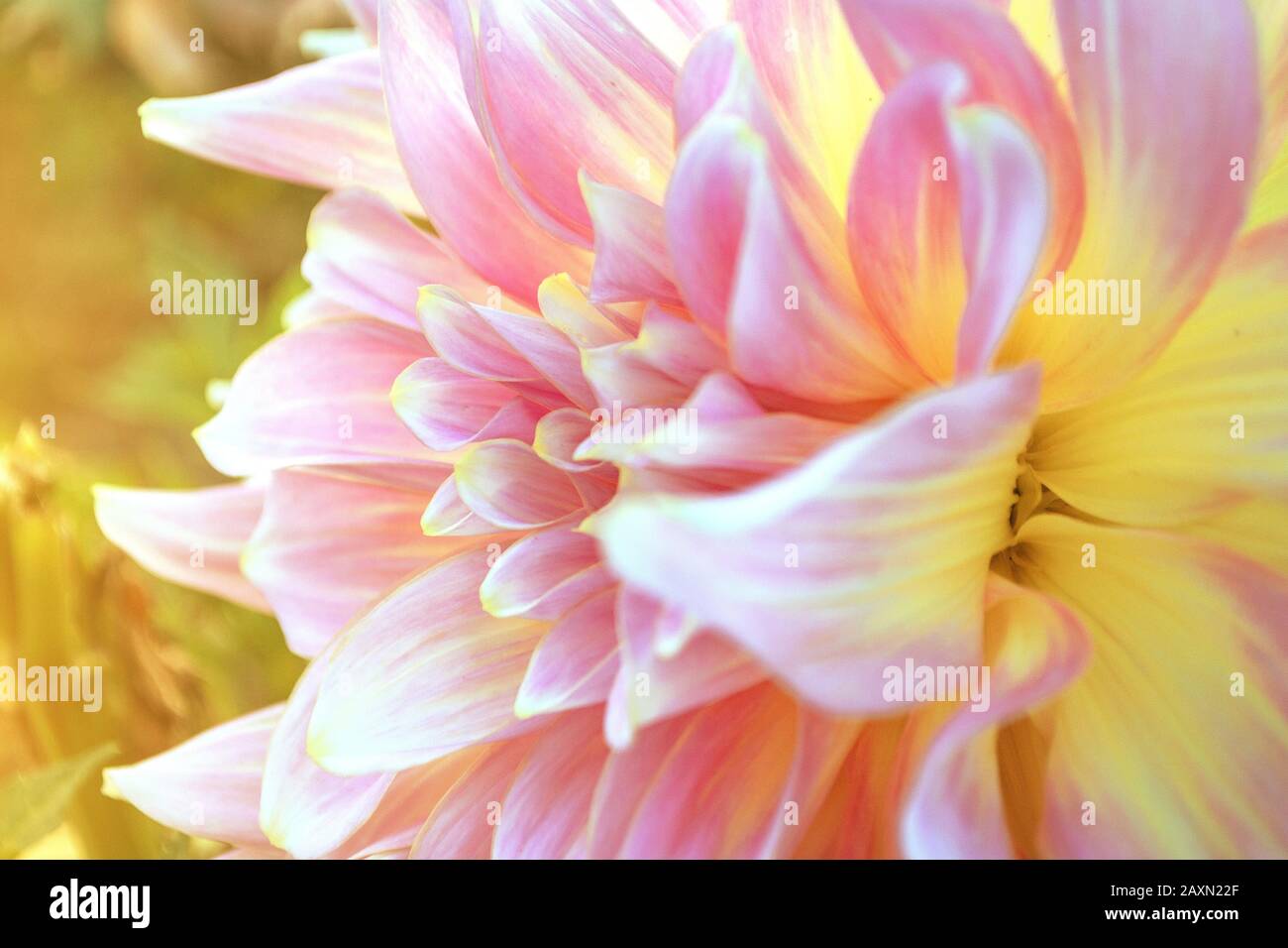 Close up of pink chrysanthemum with yellow centers and white tips on the petals. Chrysanthemum pattern in a flower park. Stock Photo