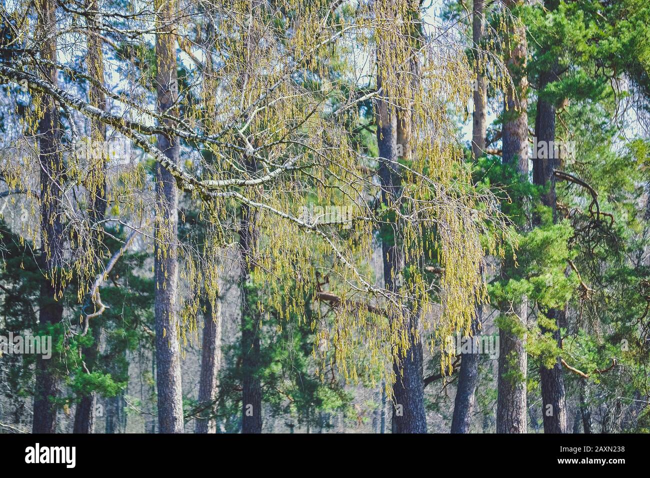 Birch branch with buds on a background of trees, filter Stock Photo