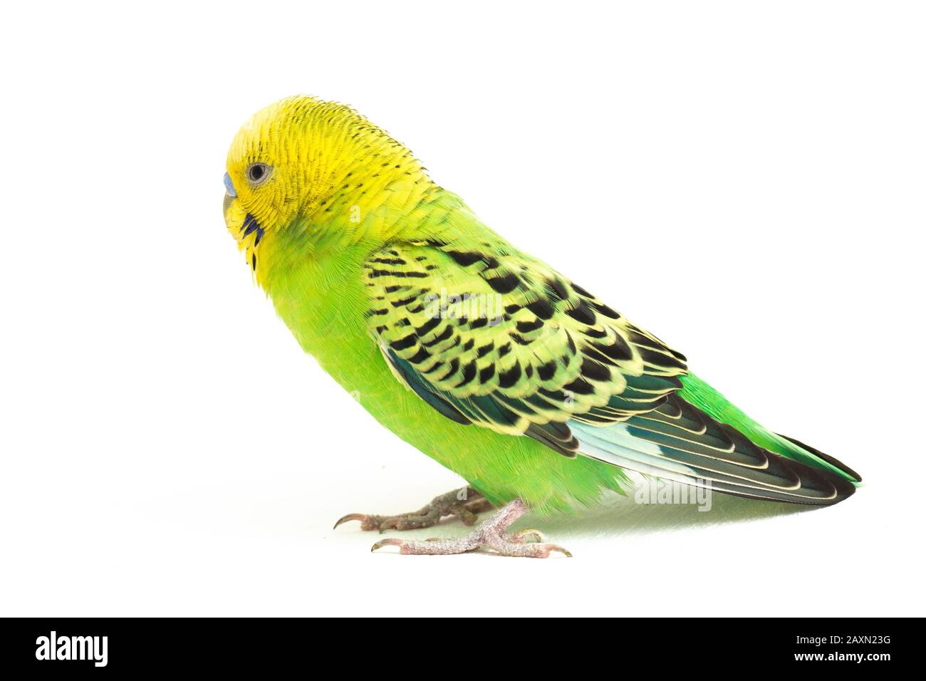 Close up of a Budgerigar parakee isolated on white background Stock Photo