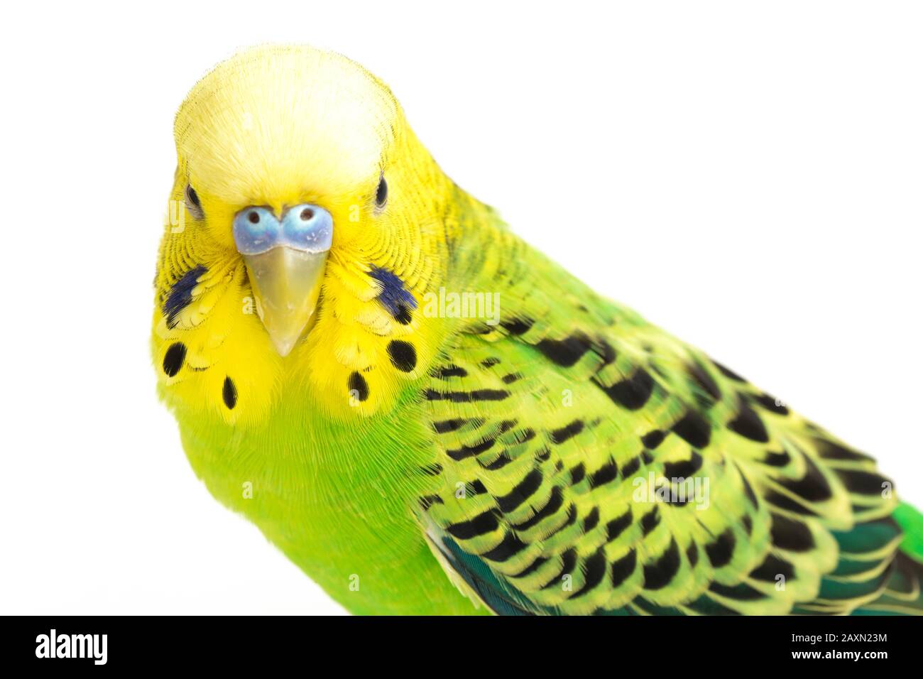 Close up of a Budgerigar parakee isolated on white background Stock Photo