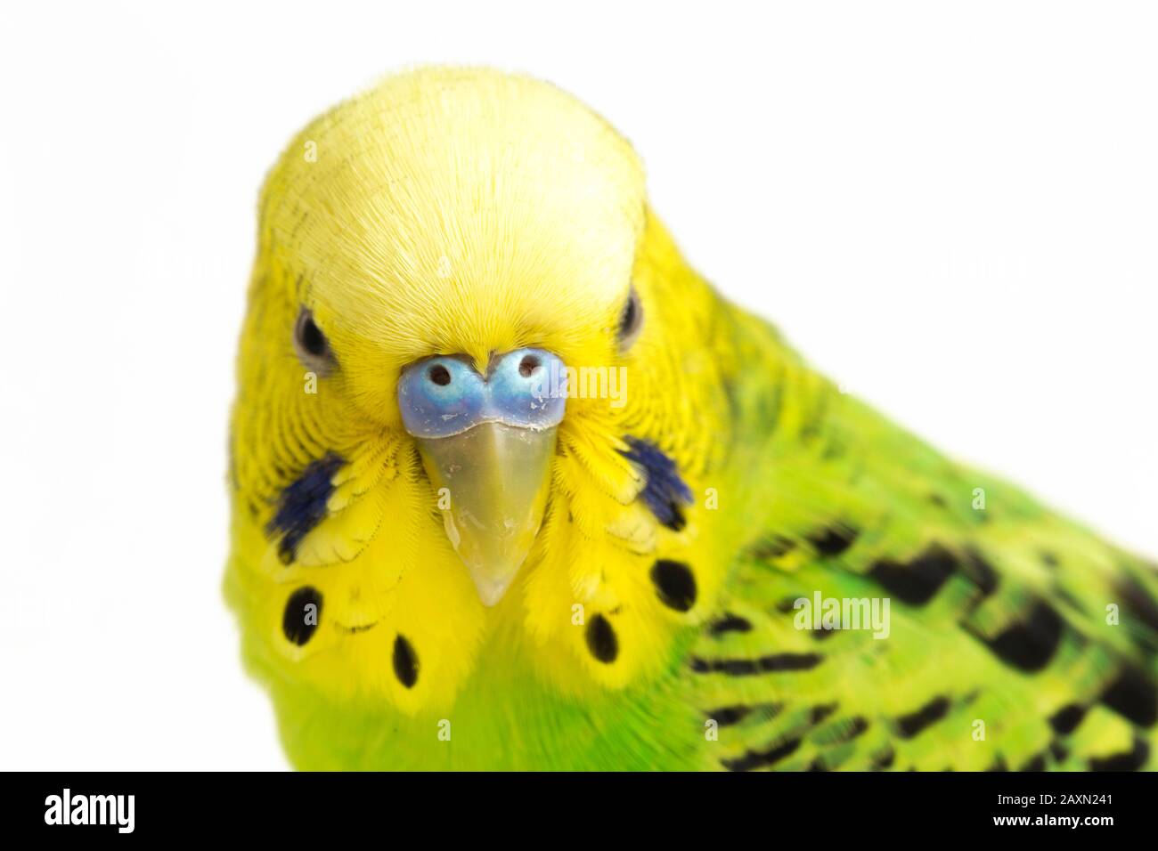 Close up of a Budgerigar parakee isolated on white background Stock Photo
