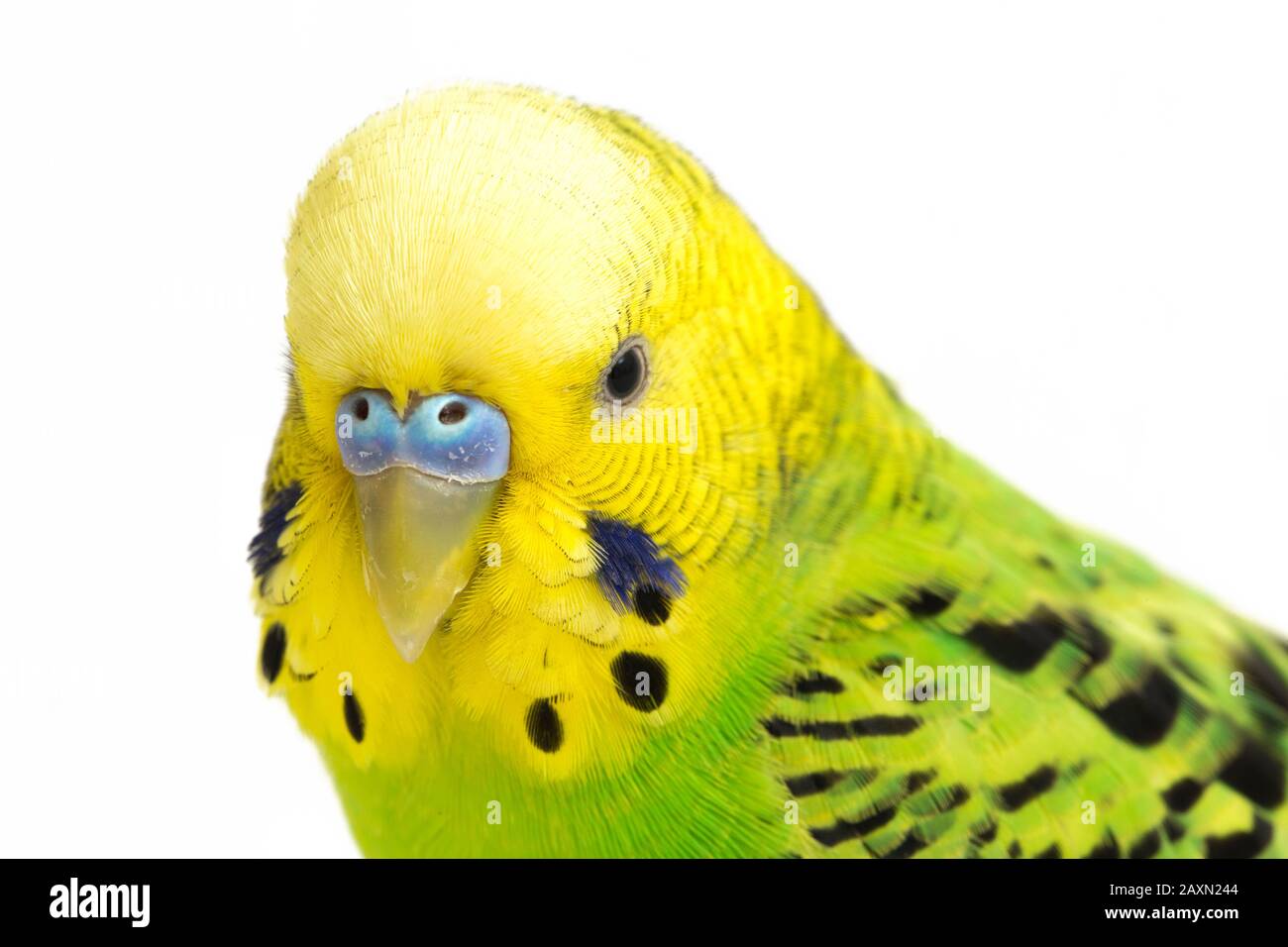 Close up of a Budgerigar parakee isolated on white background Stock Photo