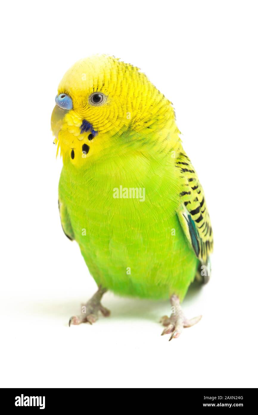 Close up of a Budgerigar parakee isolated on white background Stock Photo