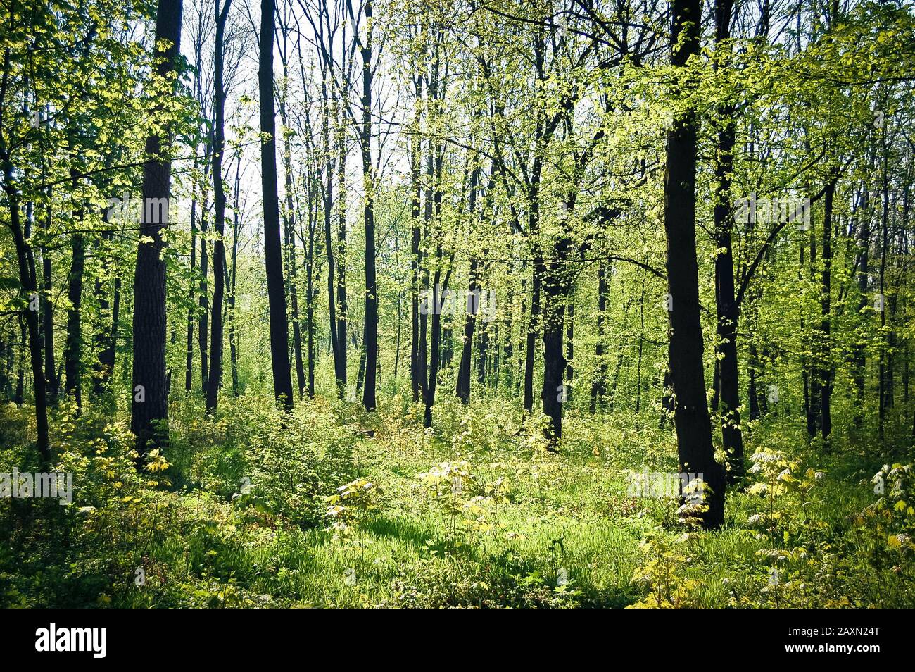 Many thin trees grow in a forest in the spring with bright sunshine Stock Photo