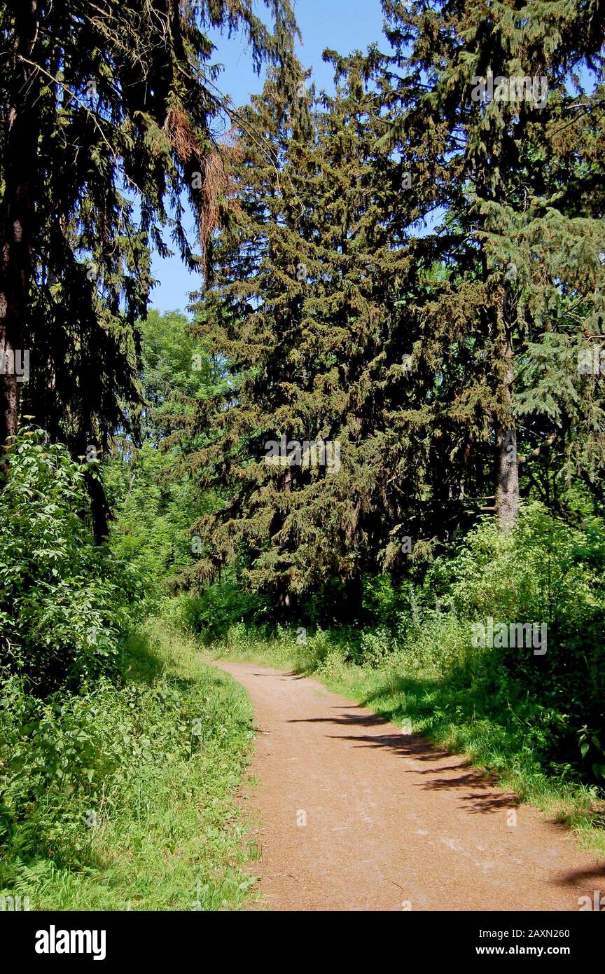 earthen path, flanked by green grass growing in the old spruce forest with blue sky Stock Photo